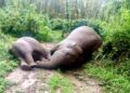 Elephant and One-Year-Old Calf Die After Contact with Illegal Electric Wire